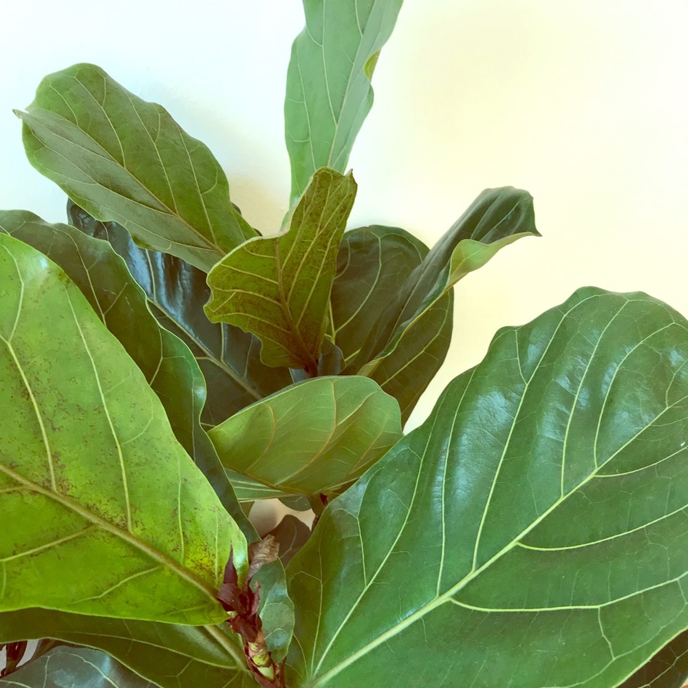 Meet your Posher, Annie